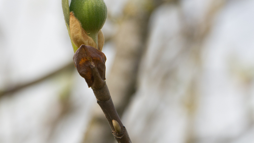 Magnolia sieboldii flowers