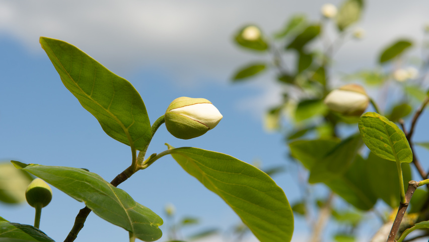 Magnolia sieboldii flowers