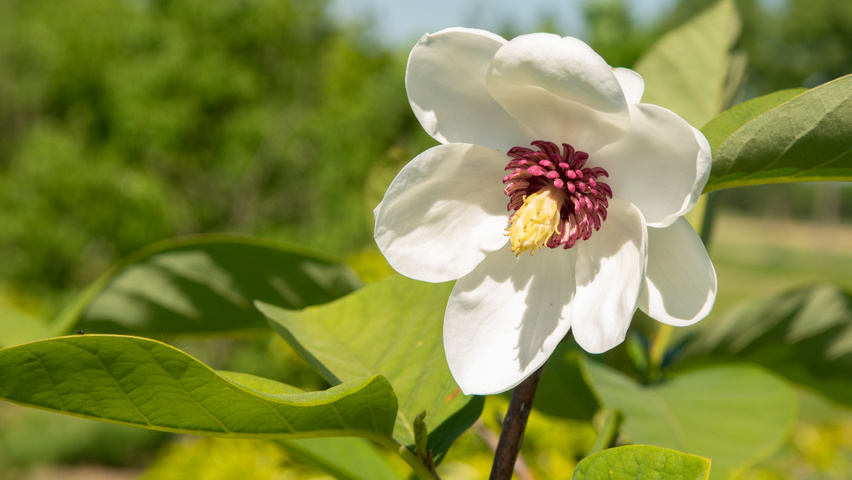 Magnolia sieboldii flowers