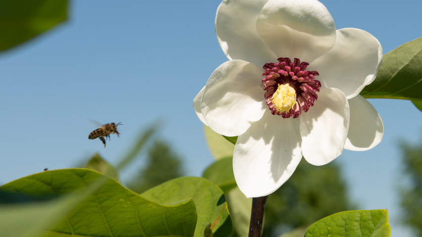 Magnolia sieboldii flowers