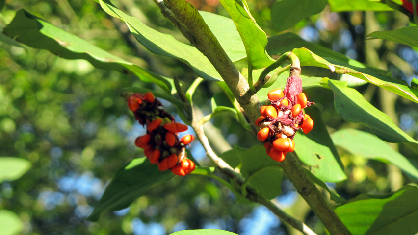 Magnolia sieboldii fruits