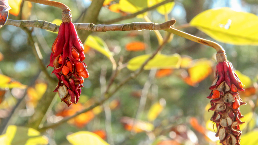 Magnolia sieboldii fruits