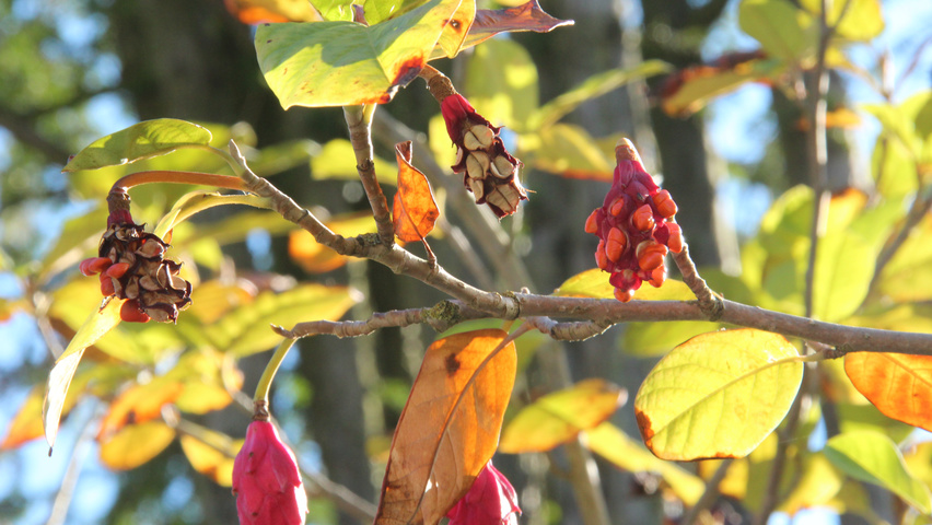 Magnolia sieboldii fruits