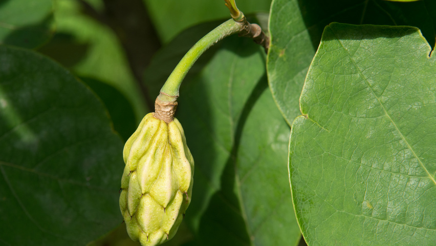 Magnolia sieboldii fruits