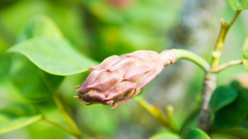 Magnolia sieboldii fruits
