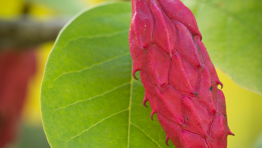 Magnolia sieboldii fruits