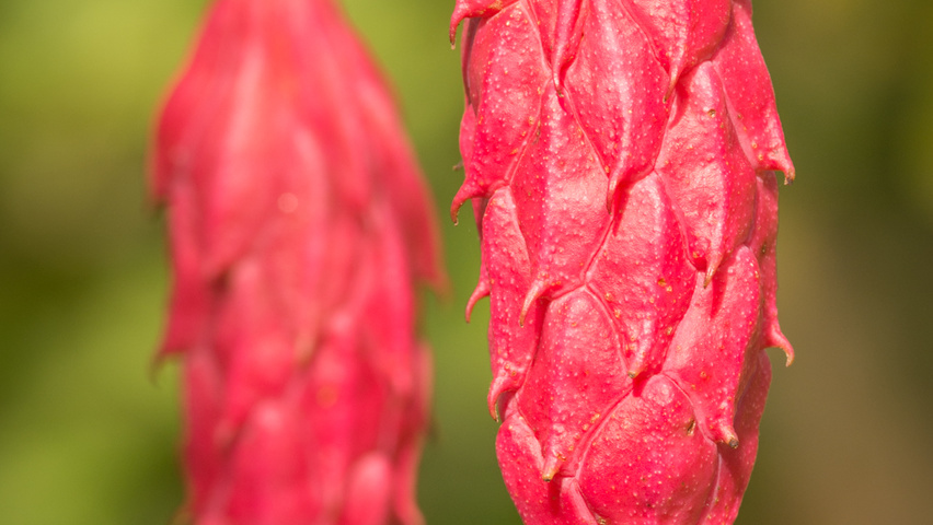 Magnolia sieboldii fruits