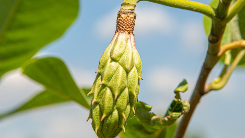 Magnolia sieboldii fruits