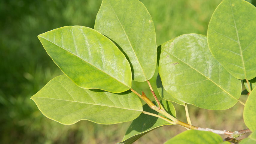 Magnolia sieboldii leaves