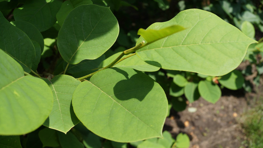 Magnolia sieboldii leaves