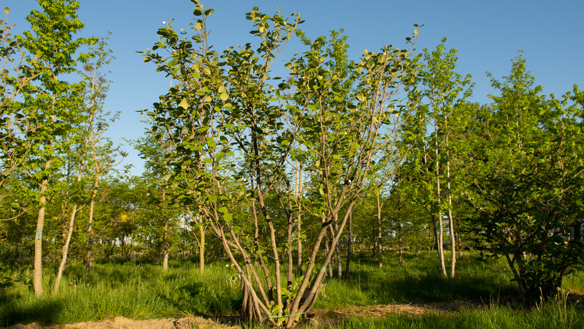 Magnolia sieboldii multi-stem