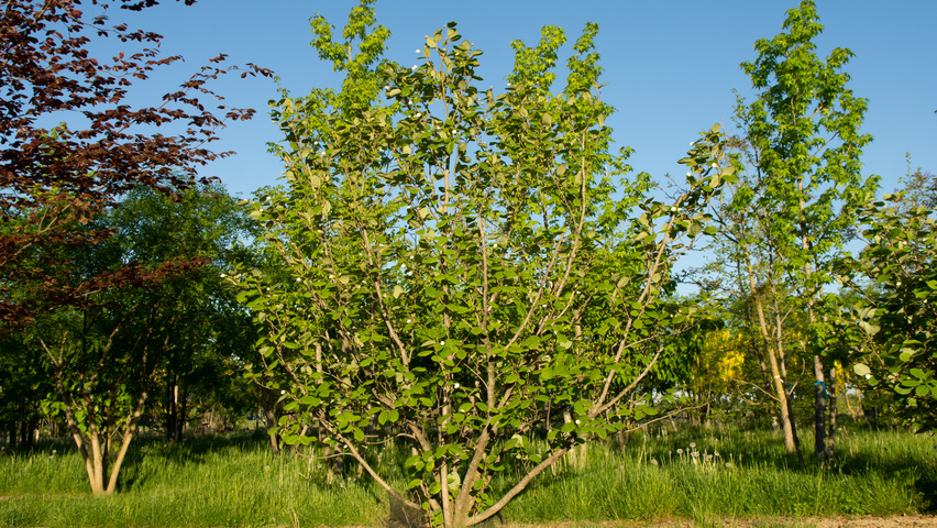 Magnolia sieboldii multi-stem