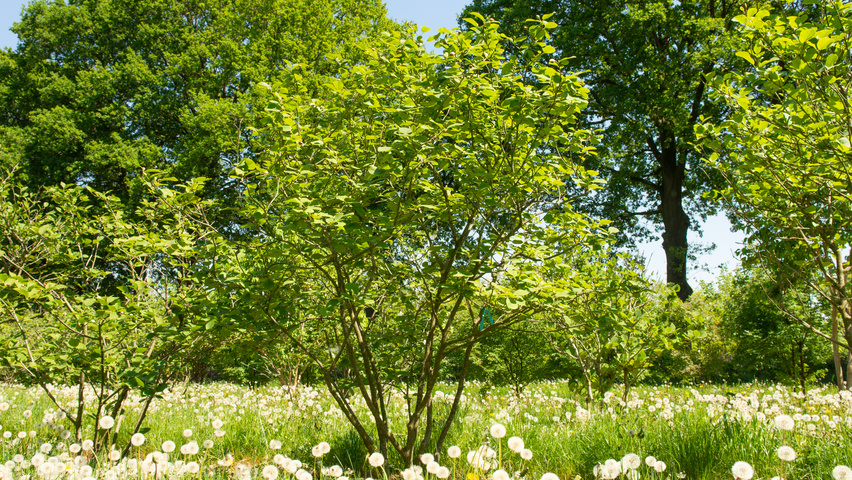 Magnolia sieboldii multi-stem