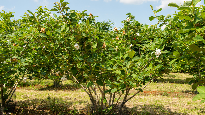 Magnolia sieboldii multi-stem