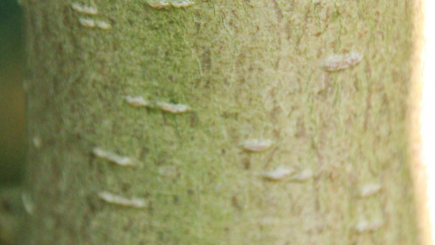 Magnolia sieboldii subsp. sinensis bast