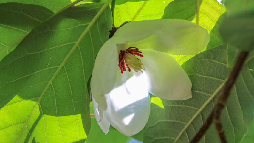 Magnolia sieboldii subsp. sinensis bloem