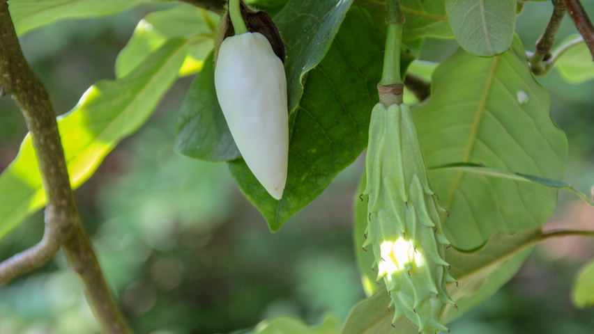 Magnolia sieboldii subsp. sinensis bloem