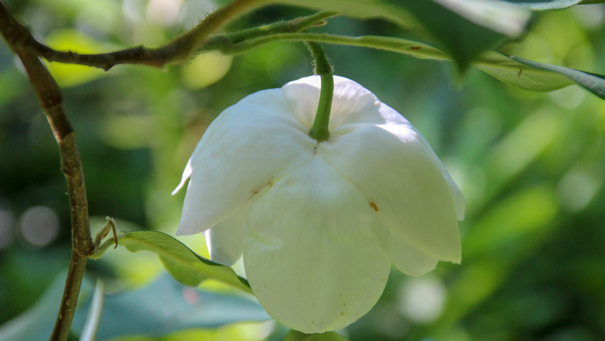 Magnolia sieboldii subsp. sinensis bloem