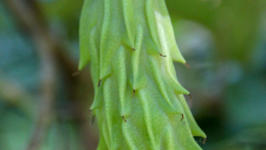 Magnolia sieboldii subsp. sinensis vrucht