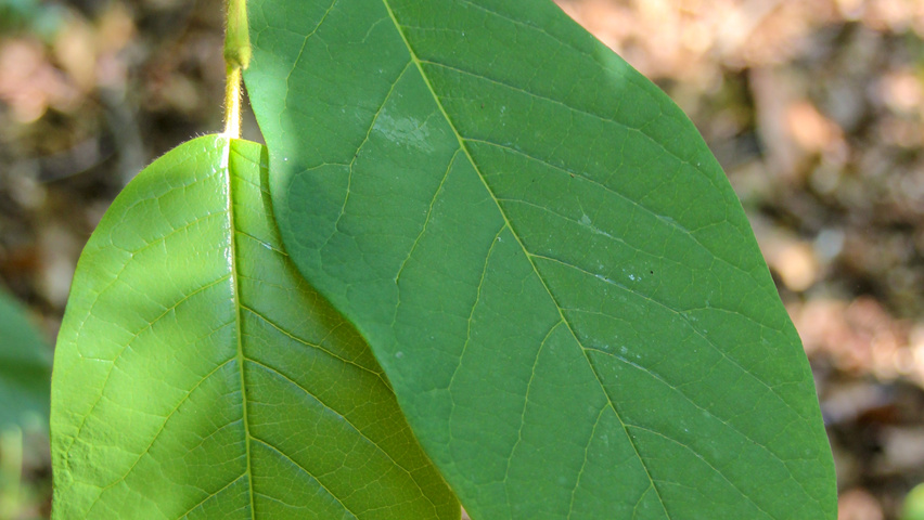Magnolia sieboldii subsp. sinensis blad