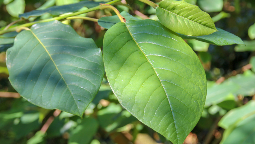 Magnolia sieboldii subsp. sinensis blad
