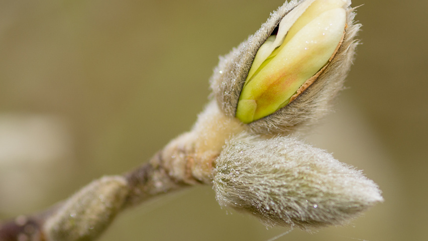 Magnolia stellata bloem
