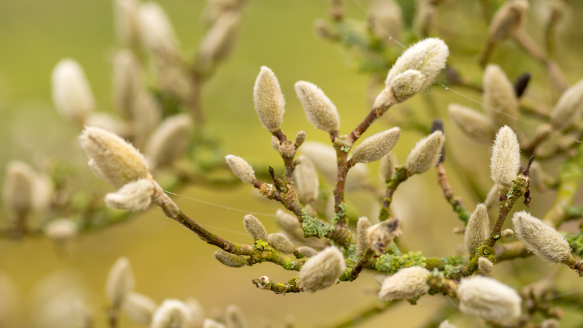 Magnolia stellata bloem