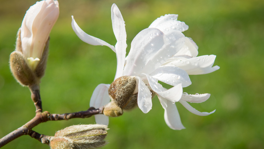 Magnolia stellata bloem