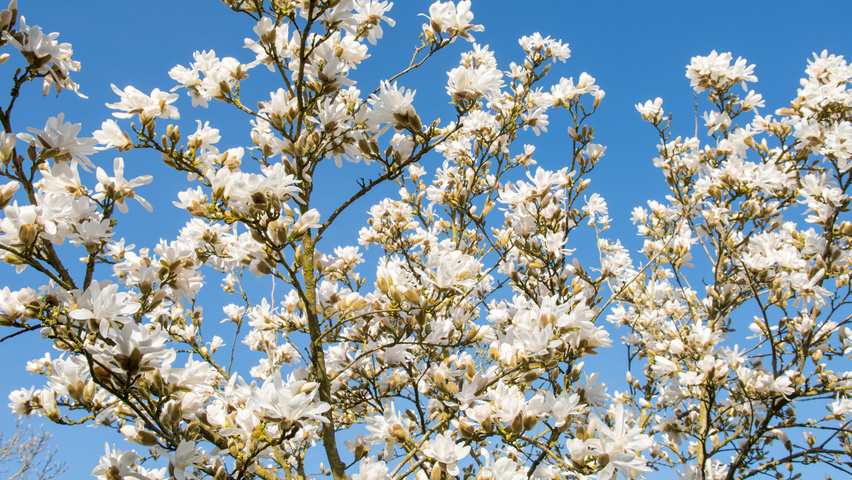Magnolia stellata bloem