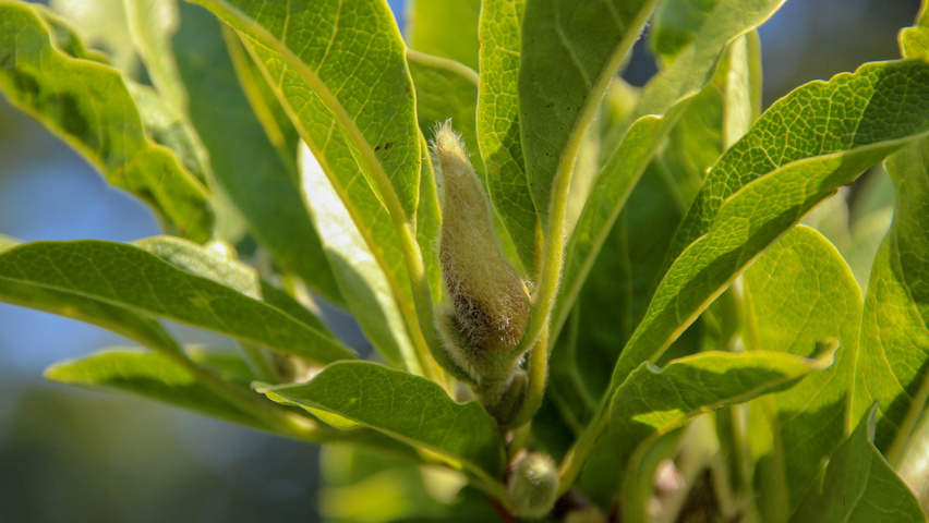 Magnolia stellata bloem