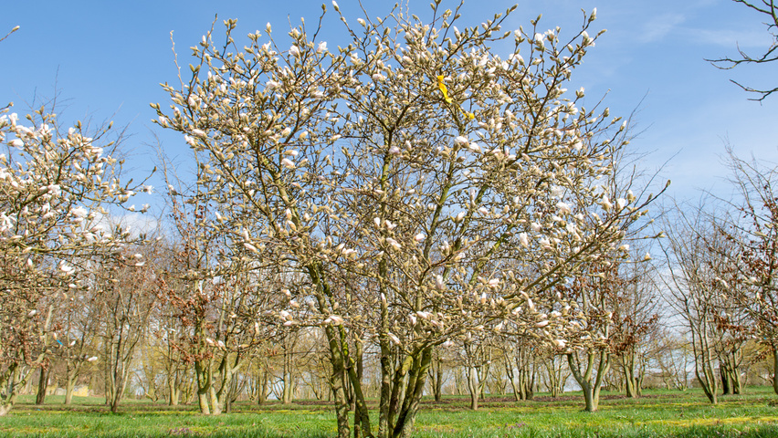 Magnolia stellata meerstammig