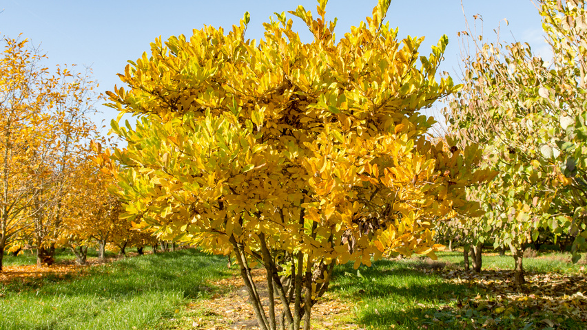 Magnolia stellata meerstammig