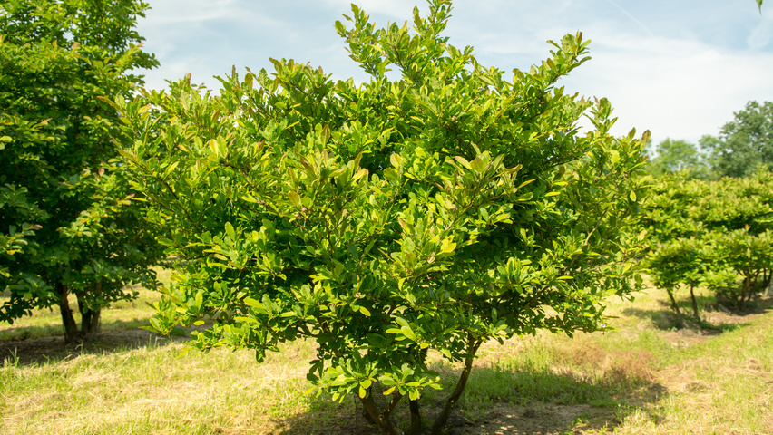 Magnolia stellata meerstammig