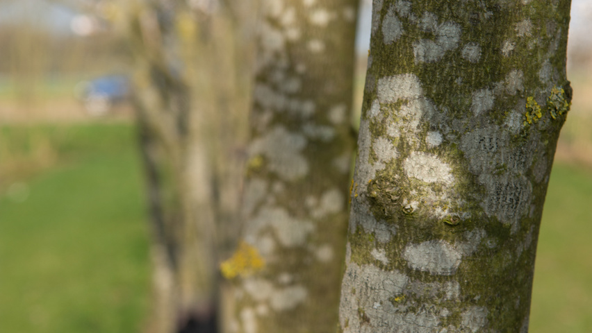 Magnolia stellata 'Royal Star' bark