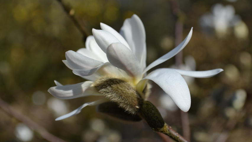 Magnolia stellata 'Royal Star' flowers