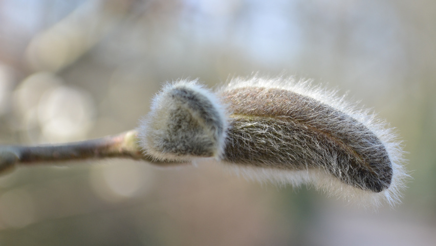 Magnolia stellata 'Royal Star' flowers