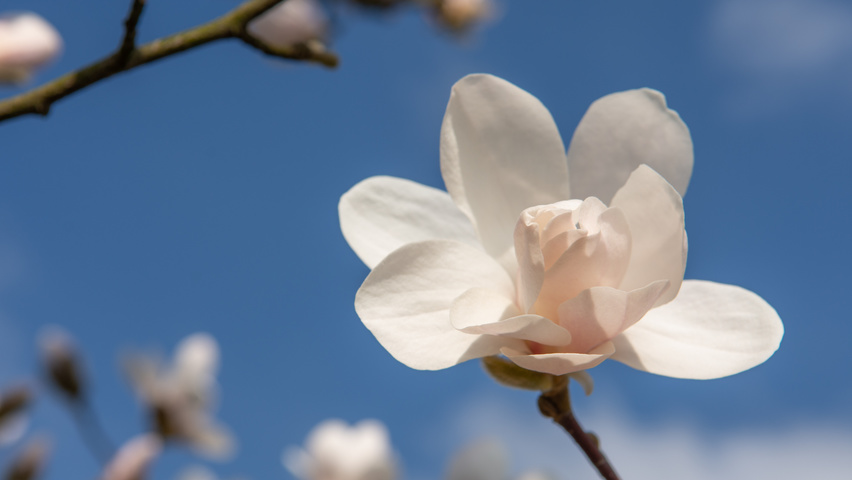Magnolia stellata 'Royal Star' flowers