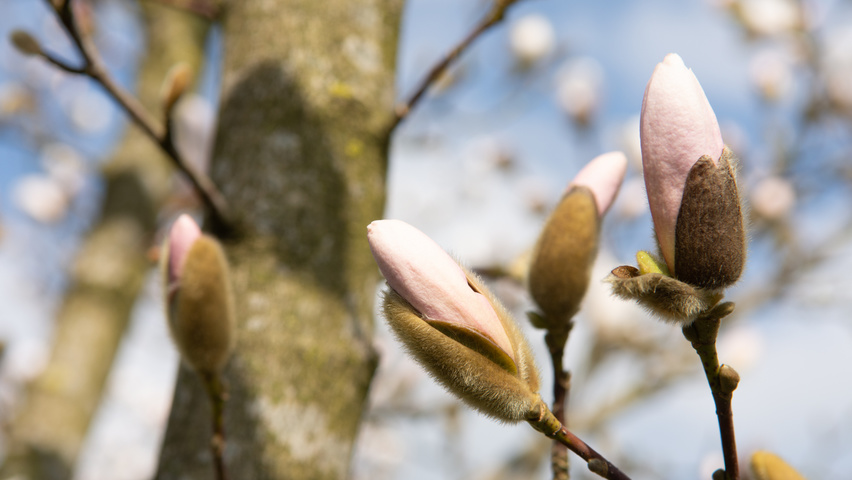 Magnolia stellata 'Royal Star' flowers