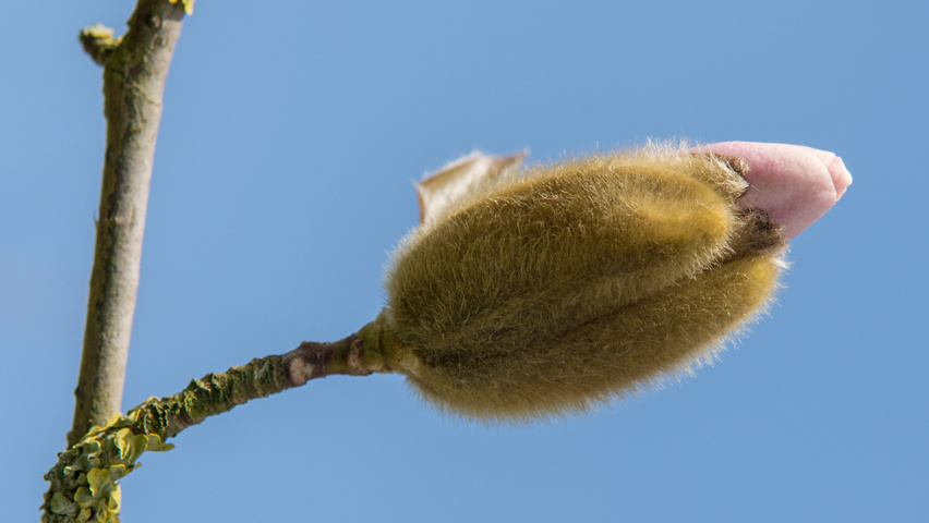 Magnolia stellata 'Royal Star' flowers