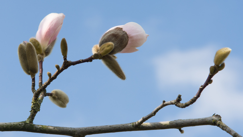 Magnolia stellata 'Royal Star' flowers