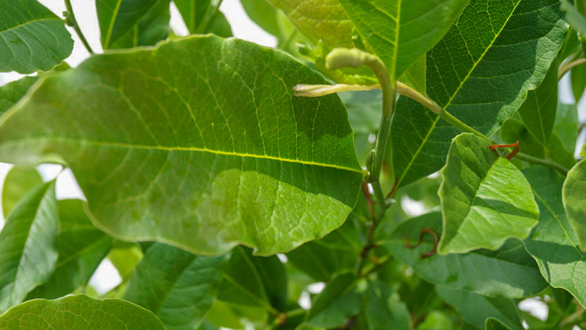 Magnolia stellata 'Royal Star' leaves