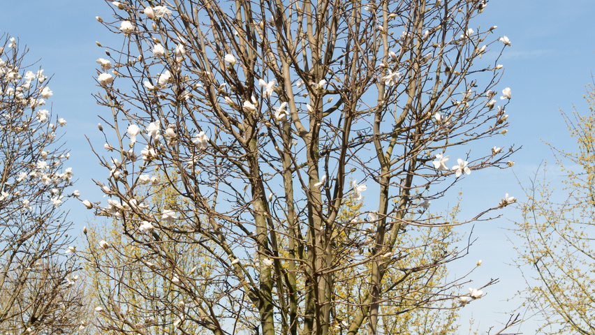 Magnolia stellata 'Royal Star' multi-stem
