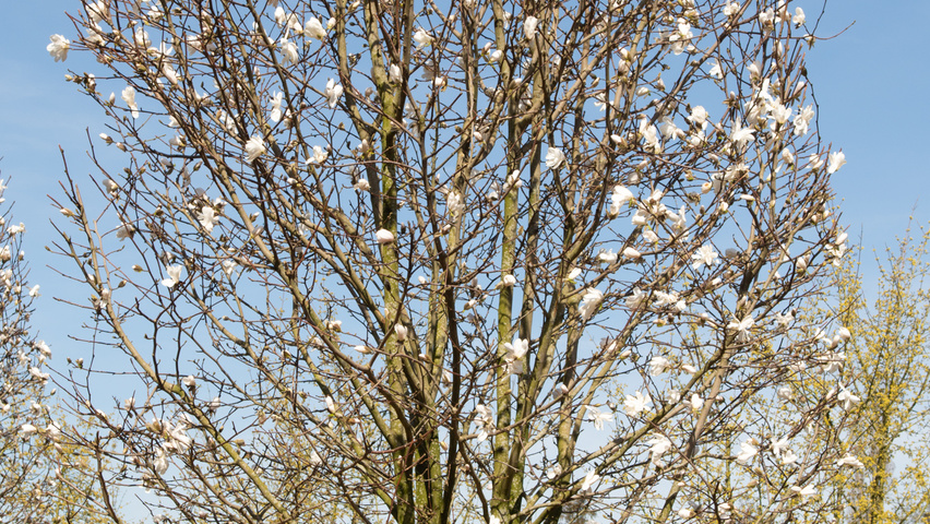 Magnolia stellata 'Royal Star' multi-stem