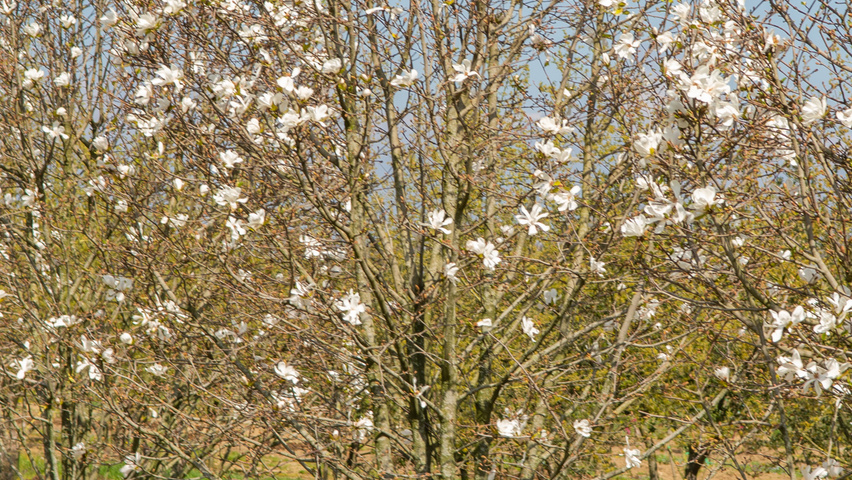 Magnolia stellata 'Royal Star' multi-stem
