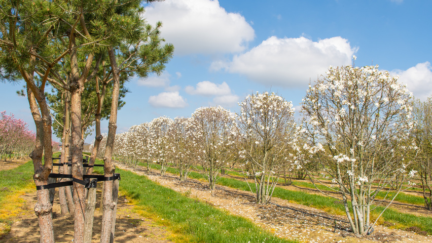 Magnolia stellata 'Royal Star' multi-stem