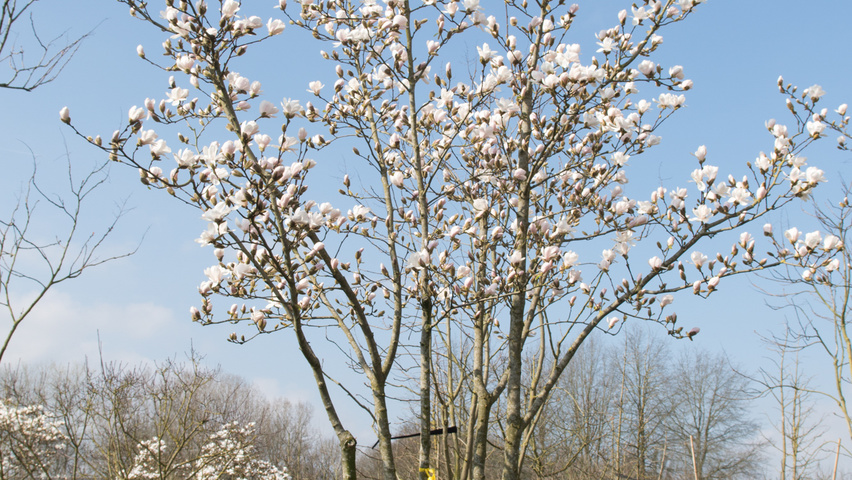 Magnolia stellata 'Royal Star' multi-stem umbrella