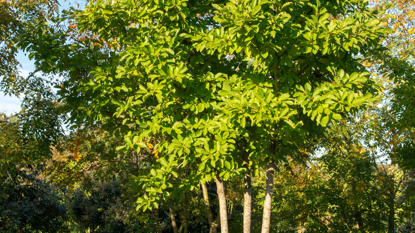 Magnolia stellata 'Royal Star' multi-stem umbrella