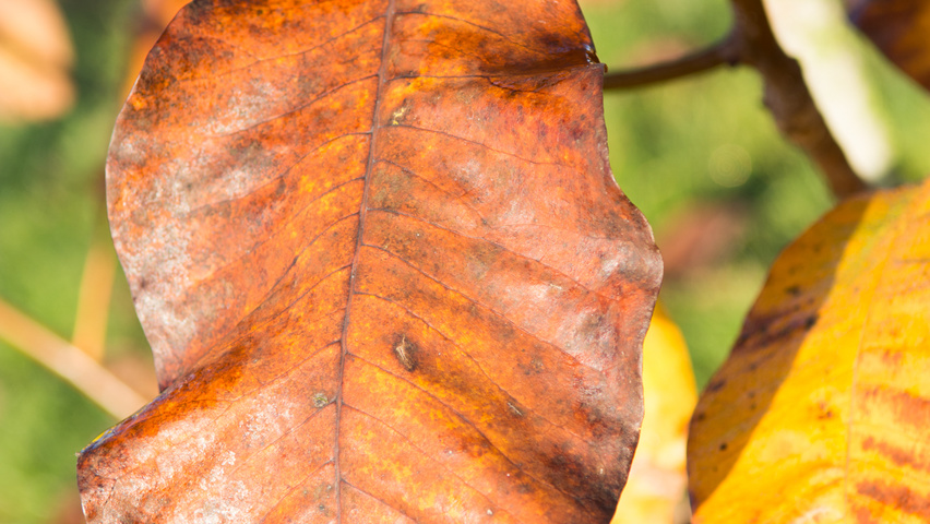 Magnolia tripetala herfstblad