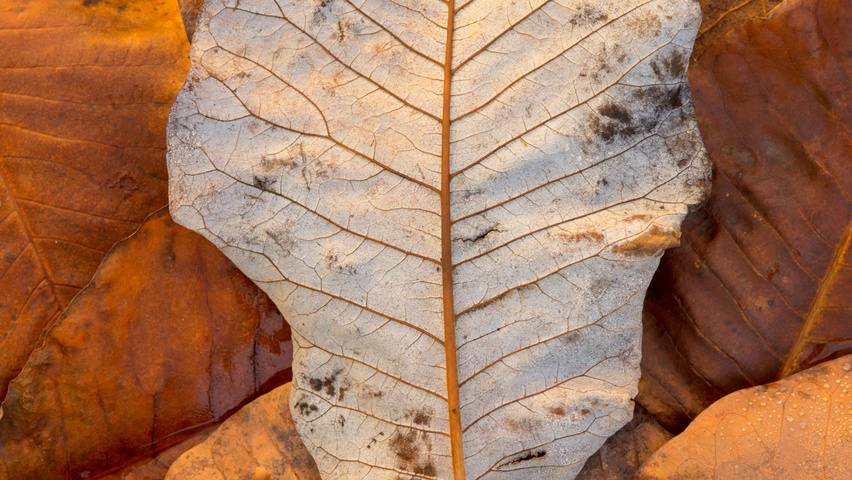 Magnolia tripetala herfstblad