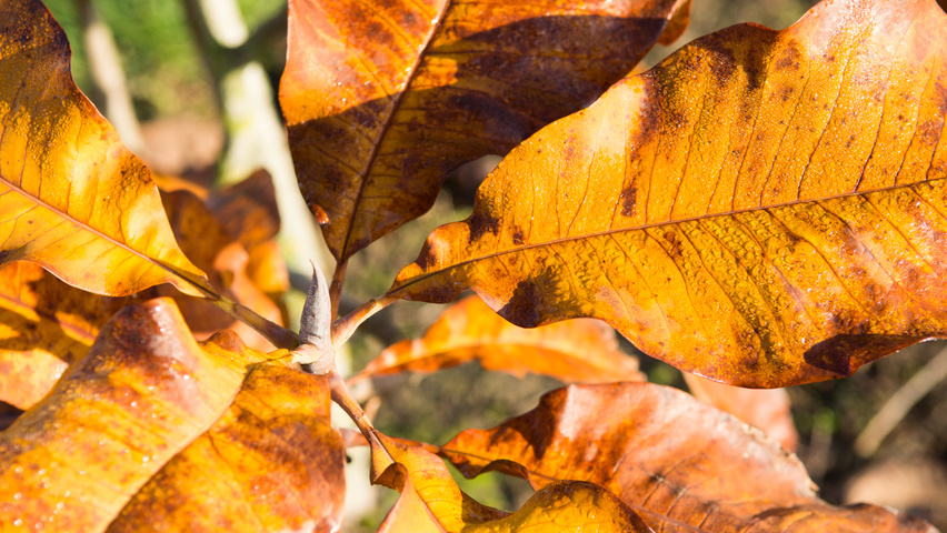 Magnolia tripetala herfstblad